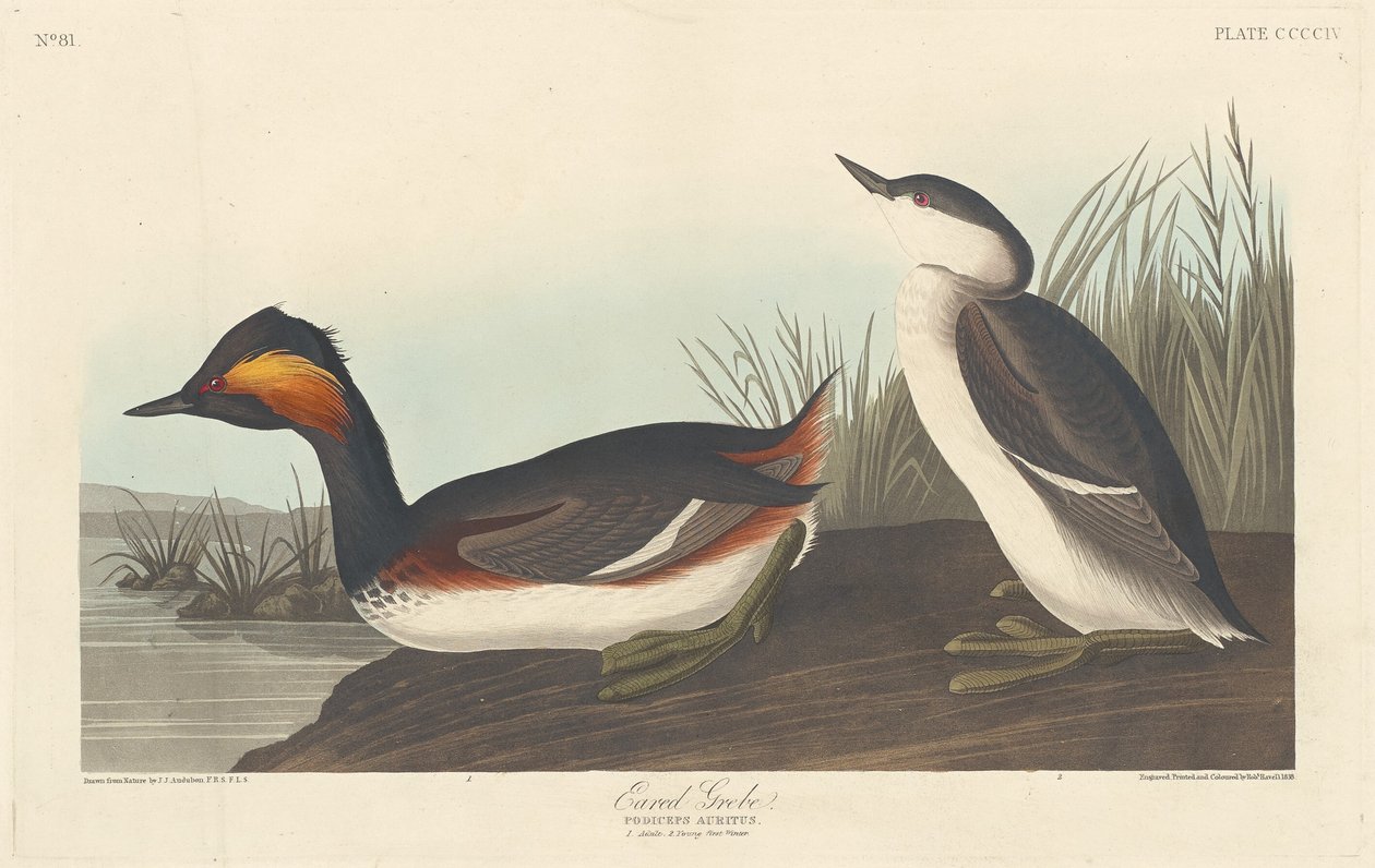 Øreduppe, 1838. af Robert Havell