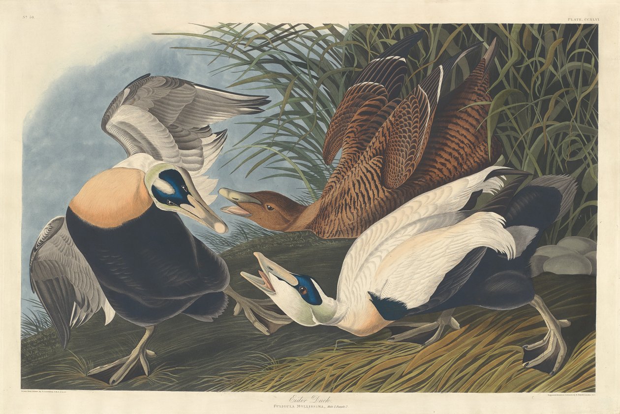 Edderfugl, 1835. af Robert Havell