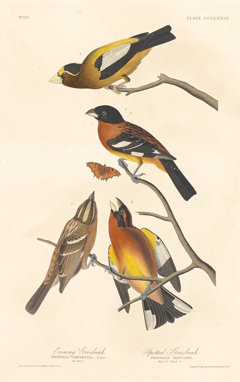 Aften Grosbeak og Spotted Grosbeak, 1837. af Robert Havell