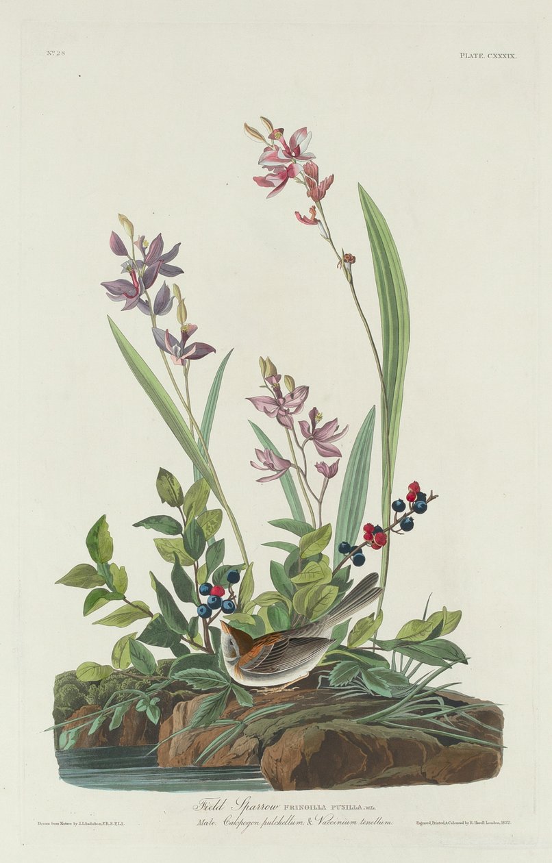 Markspurv, 1832. af Robert Havell
