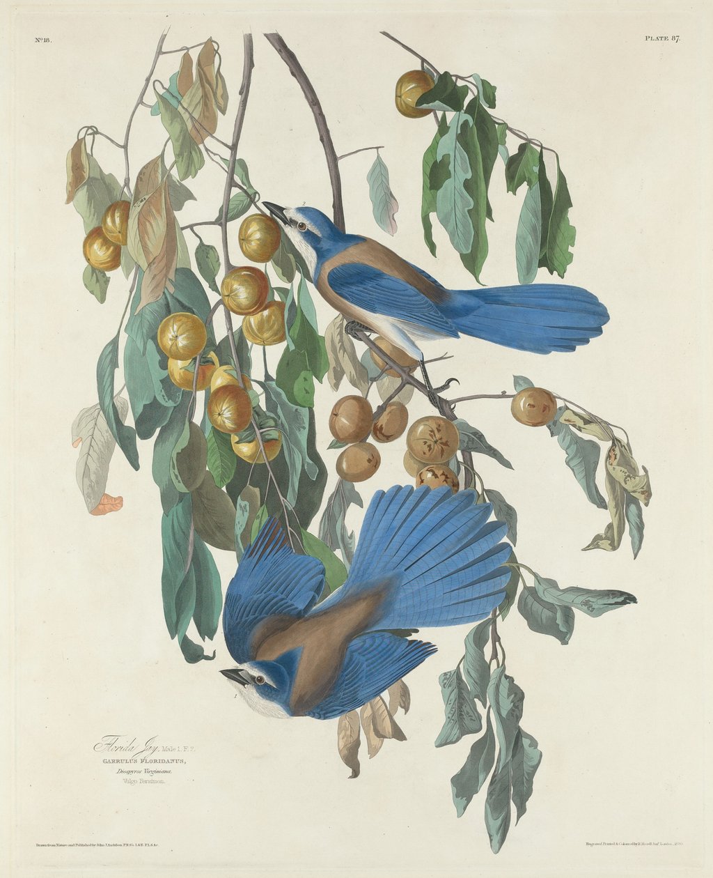 Florida Jays, 1830. af Robert Havell