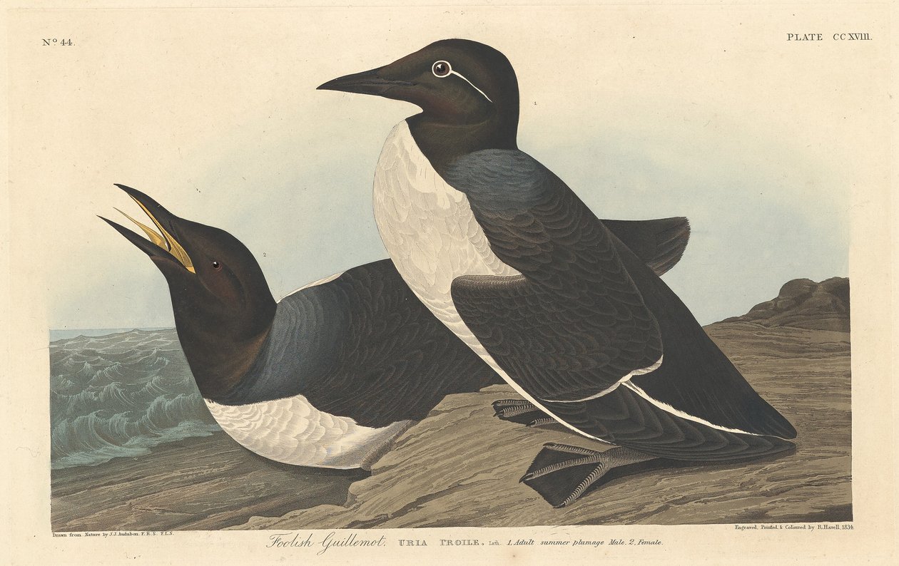 Tåbe lomvi, 1834. af Robert Havell
