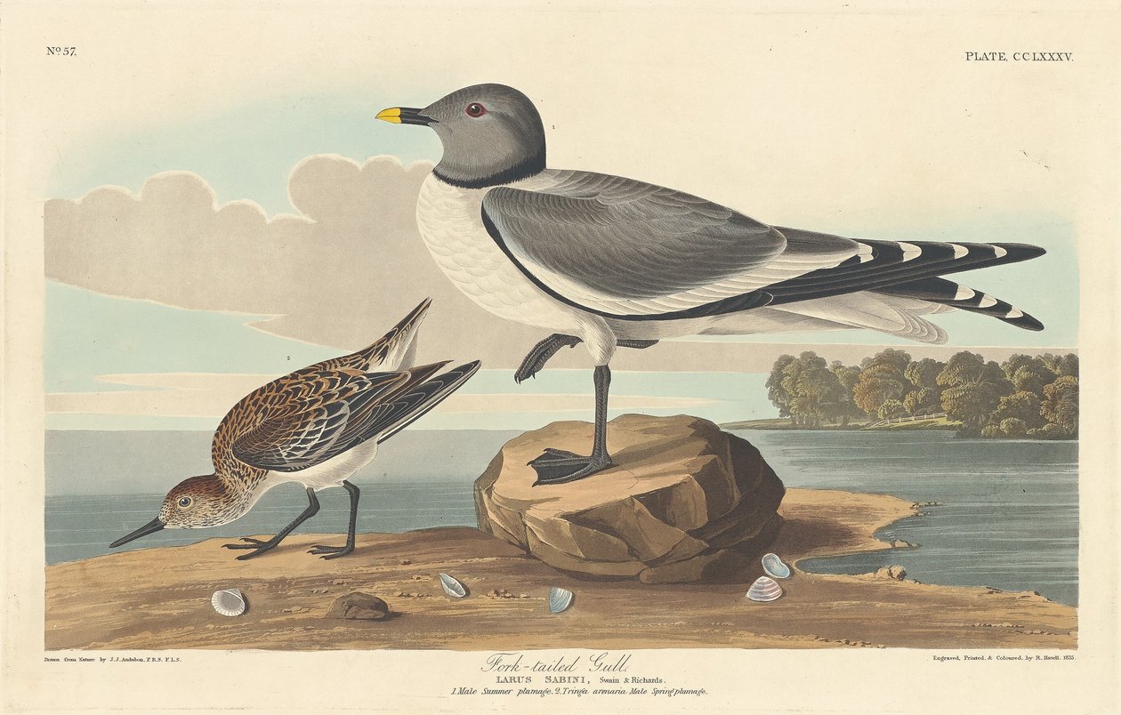 Gaffelhalemåge, 1835. af Robert Havell