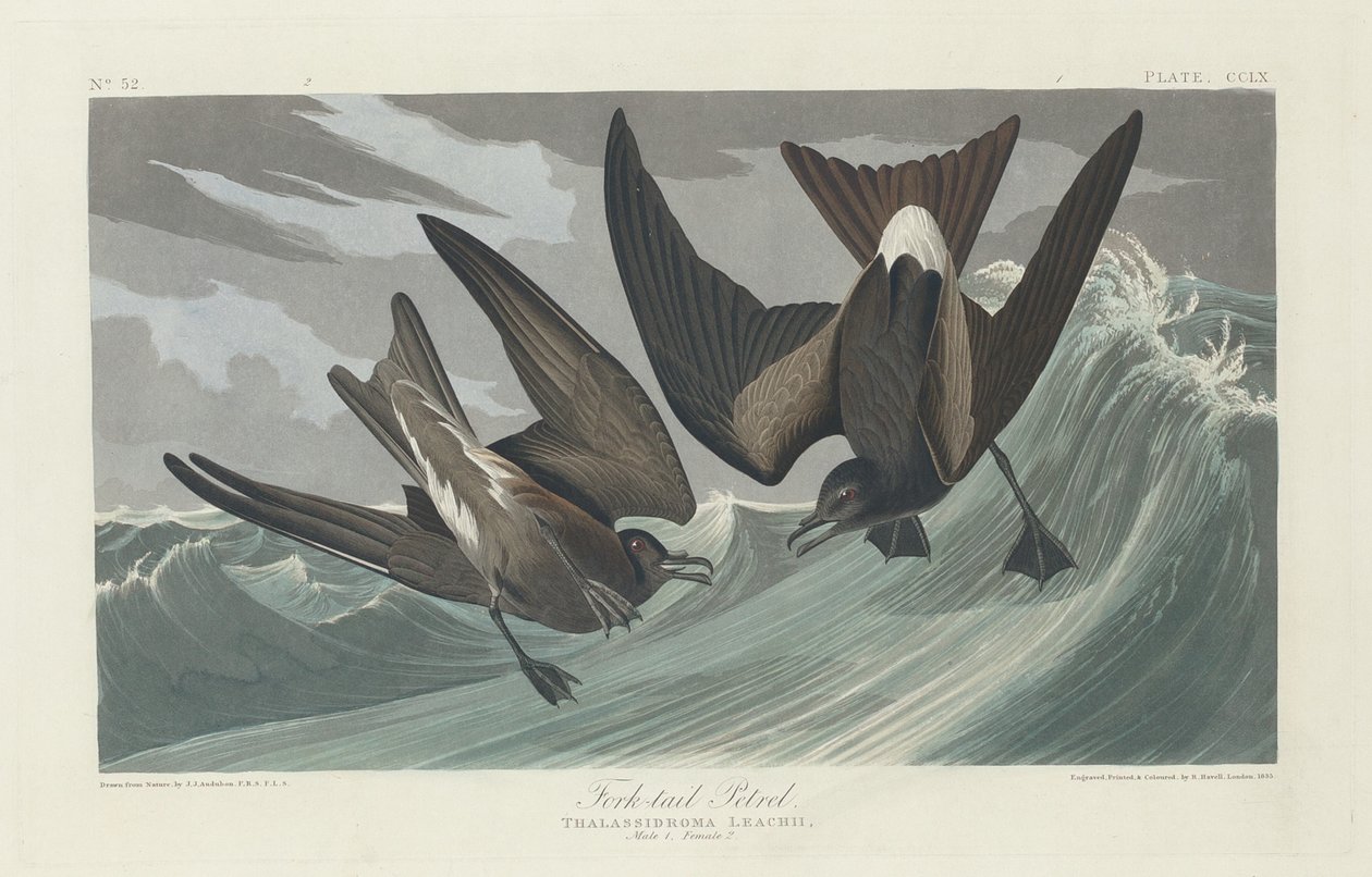 Gaffelhalesvale, 1835. af Robert Havell