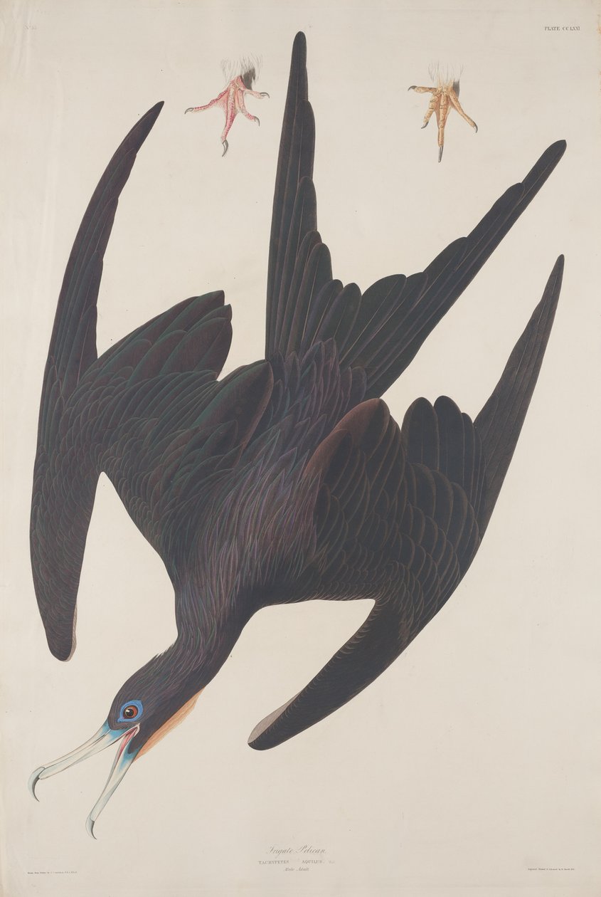 Fregat Pelican, 1835. af Robert Havell