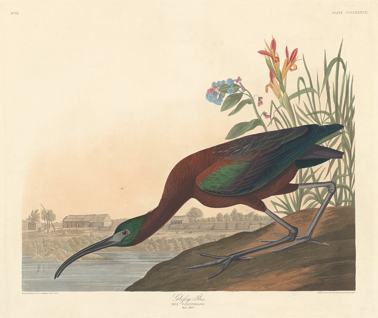 Blank Ibis, 1837. af Robert Havell