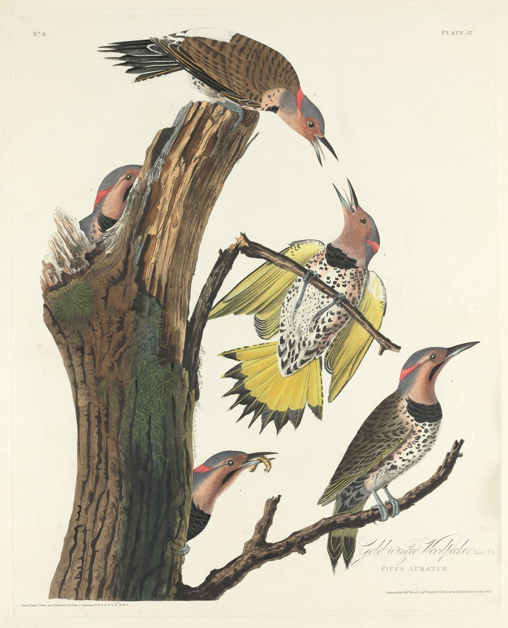 Guldvinget spætte, 1828. af Robert Havell