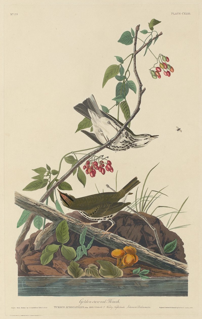 Guldkronet drossel, 1832. af Robert Havell
