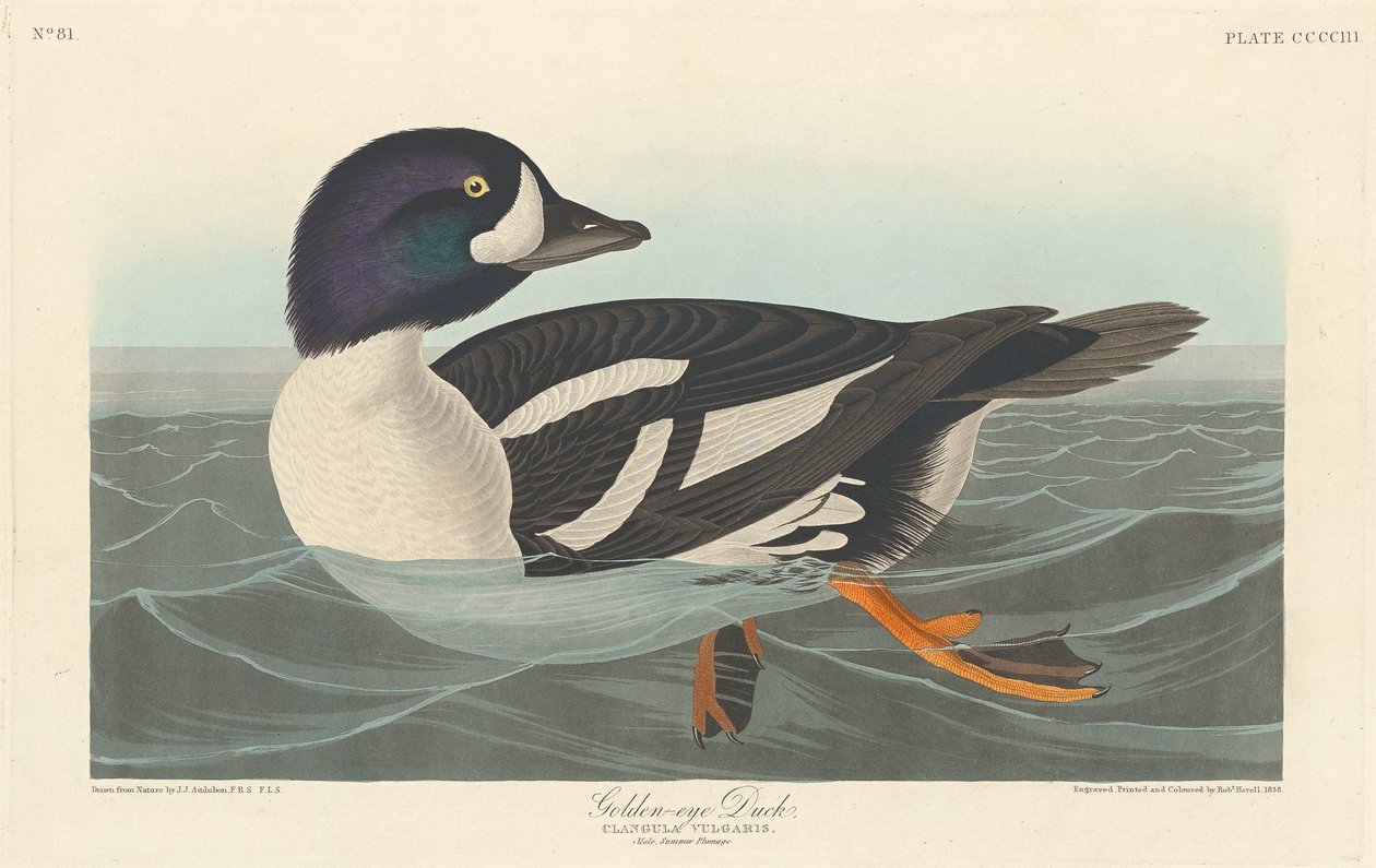 Guldøjeand, 1838. af Robert Havell