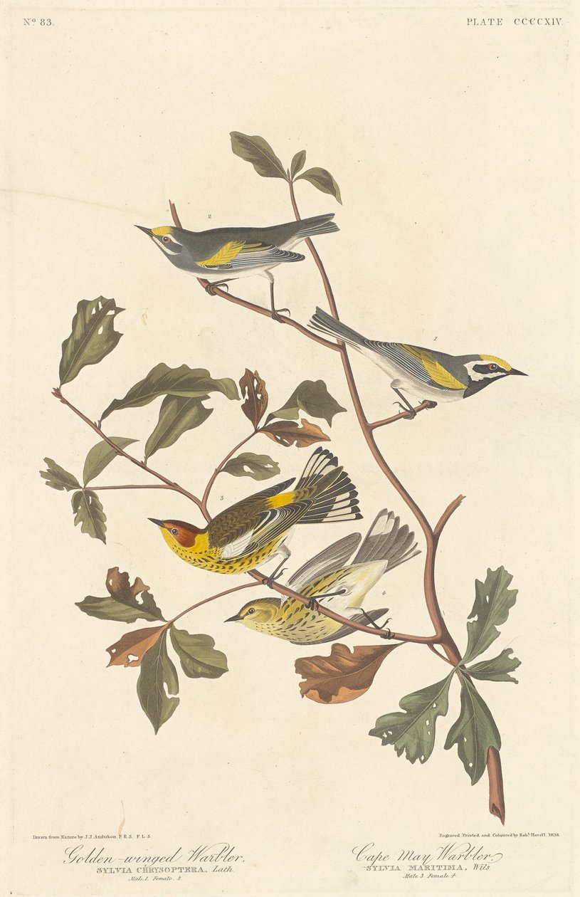 Guldvinget Warbler og Cape May Warbler, 1838. af Robert Havell