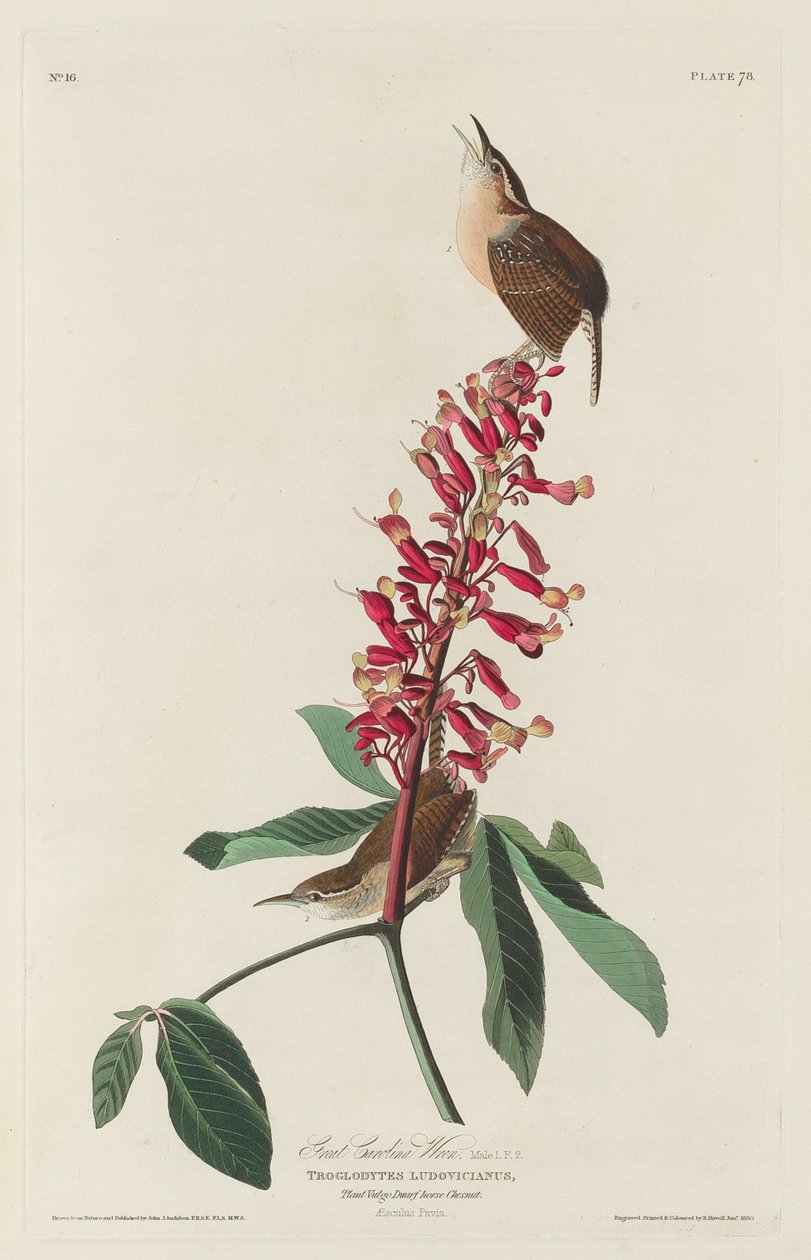 Great Carolina Wren, 1830. af Robert Havell