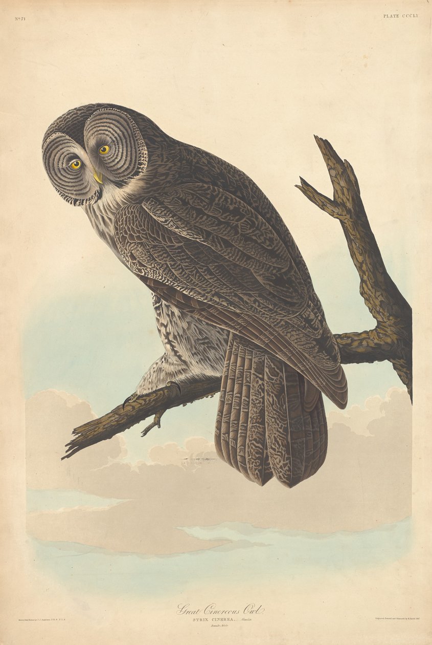 Stor kineugle, 1837. af Robert Havell