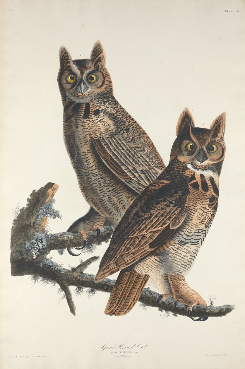 Store Hornugle, 1829. af Robert Havell