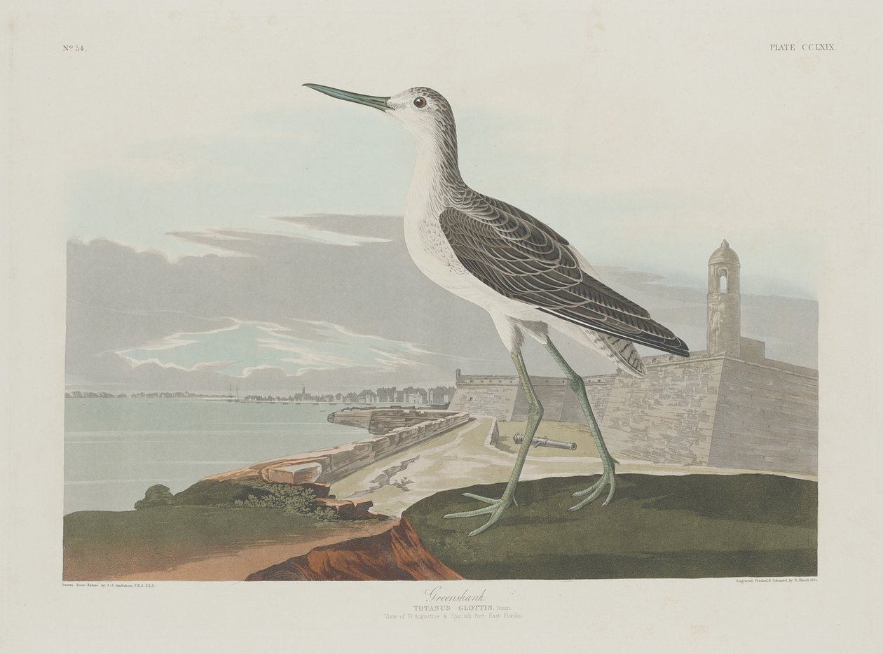 Greenshank, 1835. af Robert Havell