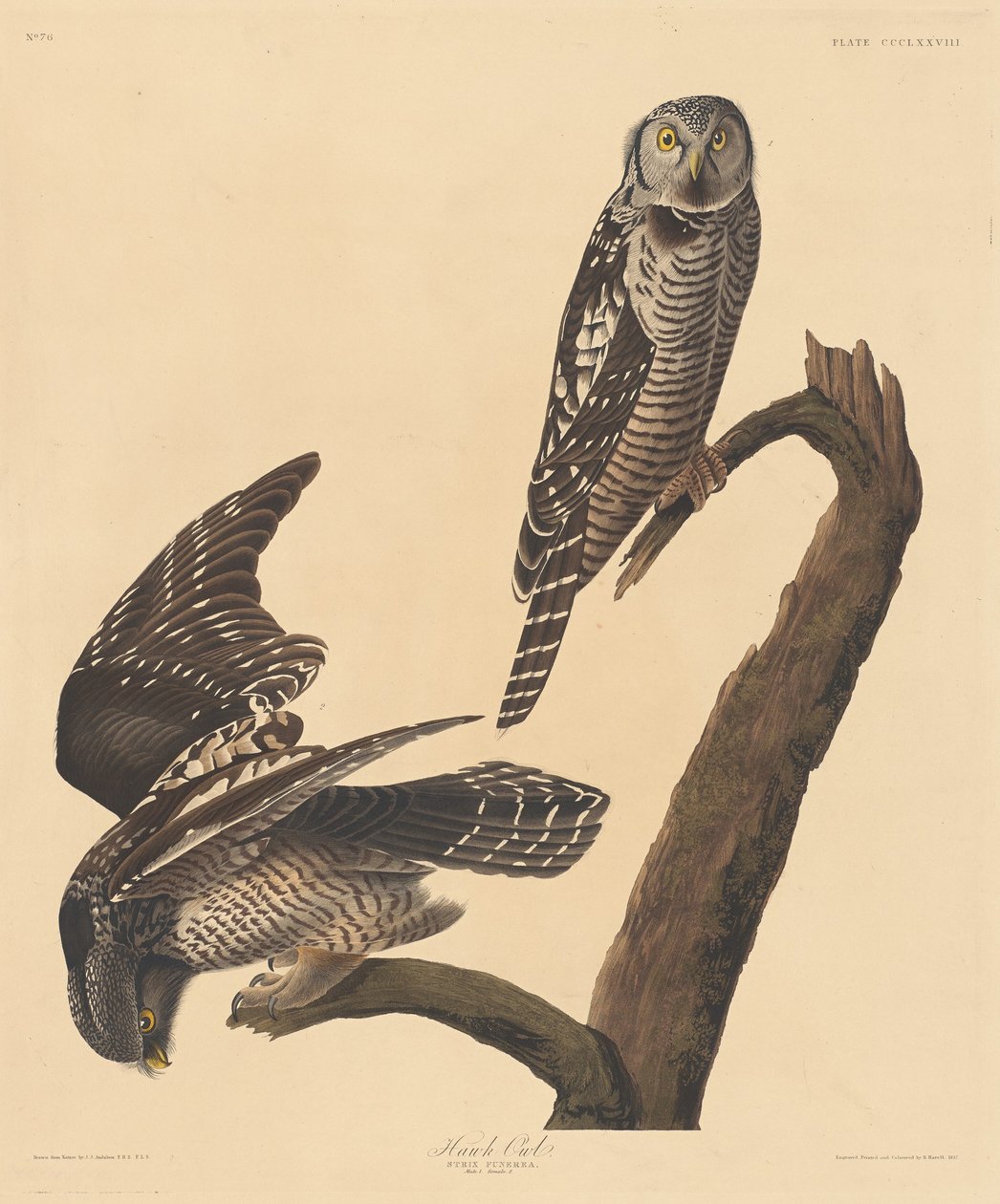 Høgugle, 1837. af Robert Havell