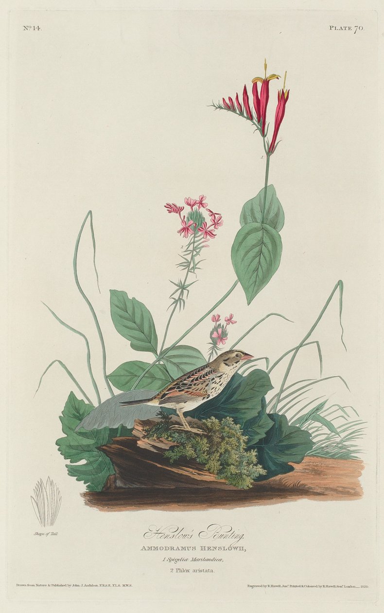 Henslows Bunting, 1829. af Robert Havell