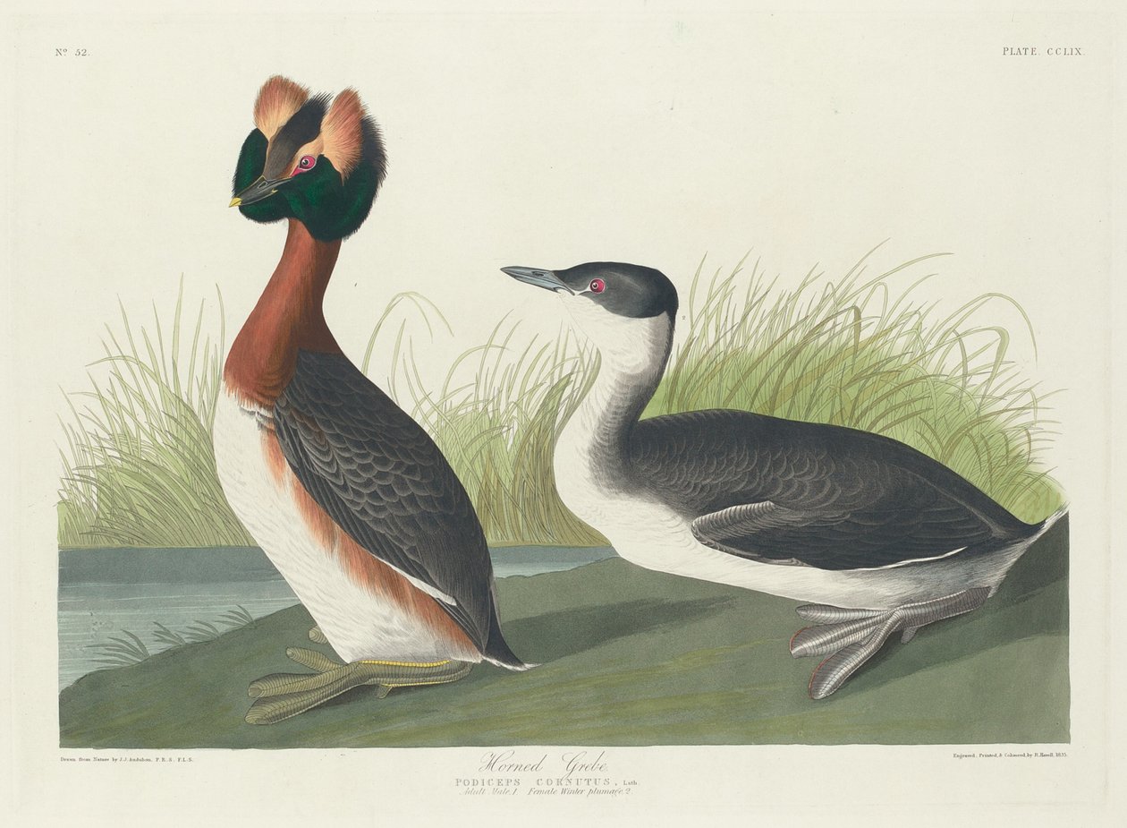 Horned lappedykker, 1835. af Robert Havell