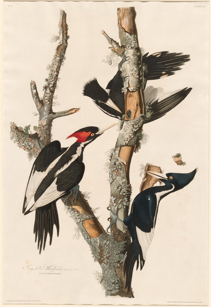 Elfenbensnæbbet spætte, 1829. af Robert Havell