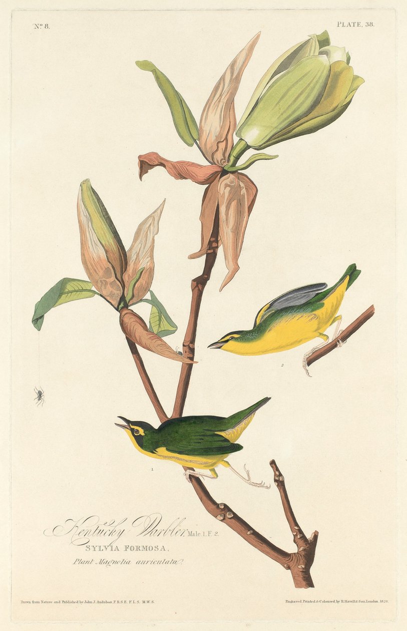 Kentucky Warbler, 1828. af Robert Havell
