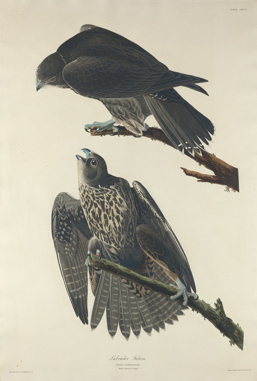 Labrador Falcon, 1834. af Robert Havell