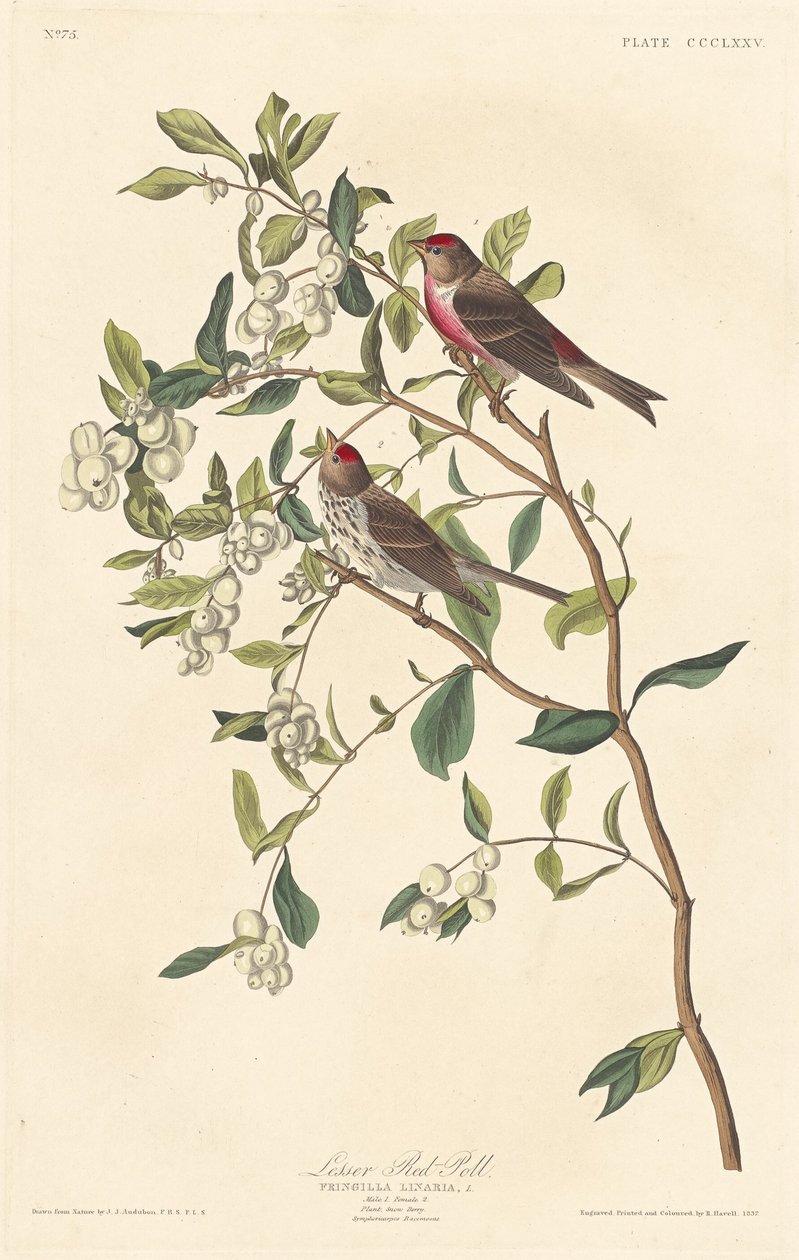 Mindre rød-poll, 1837. af Robert Havell