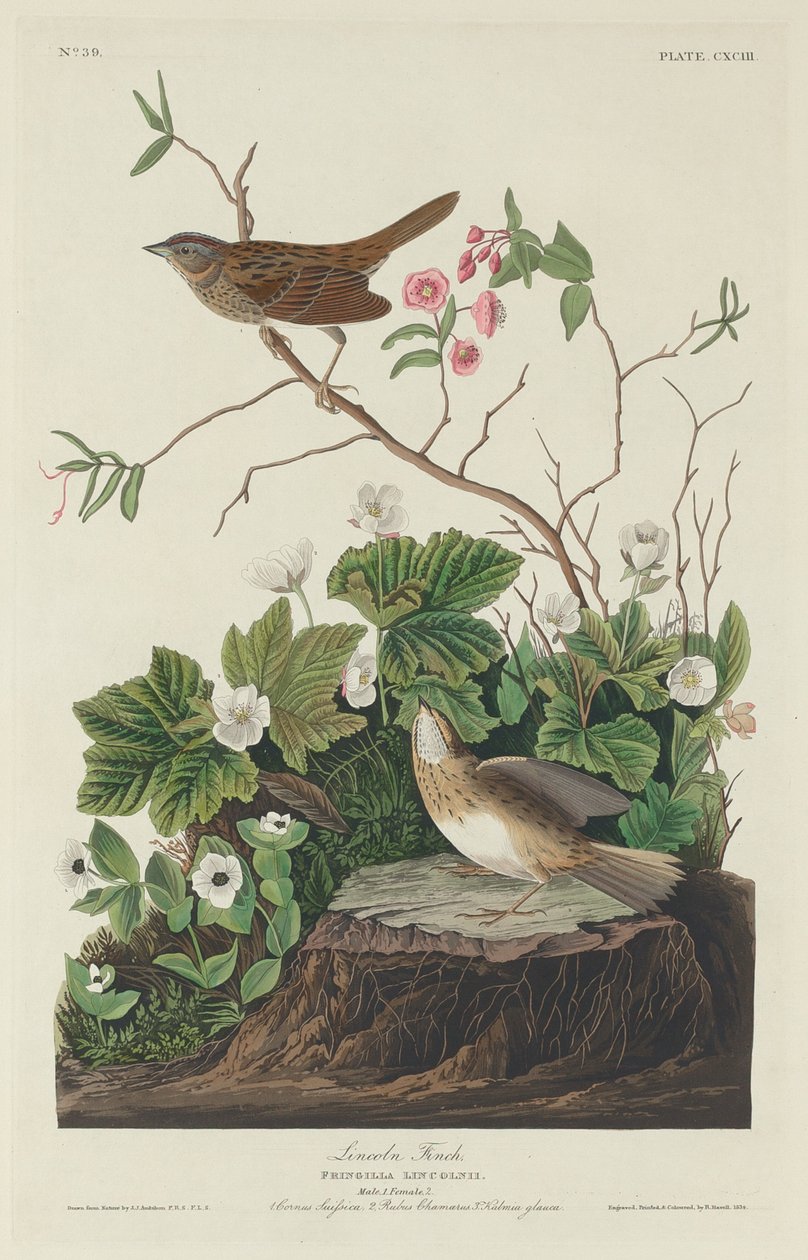 Lincoln Finch, 1834. af Robert Havell