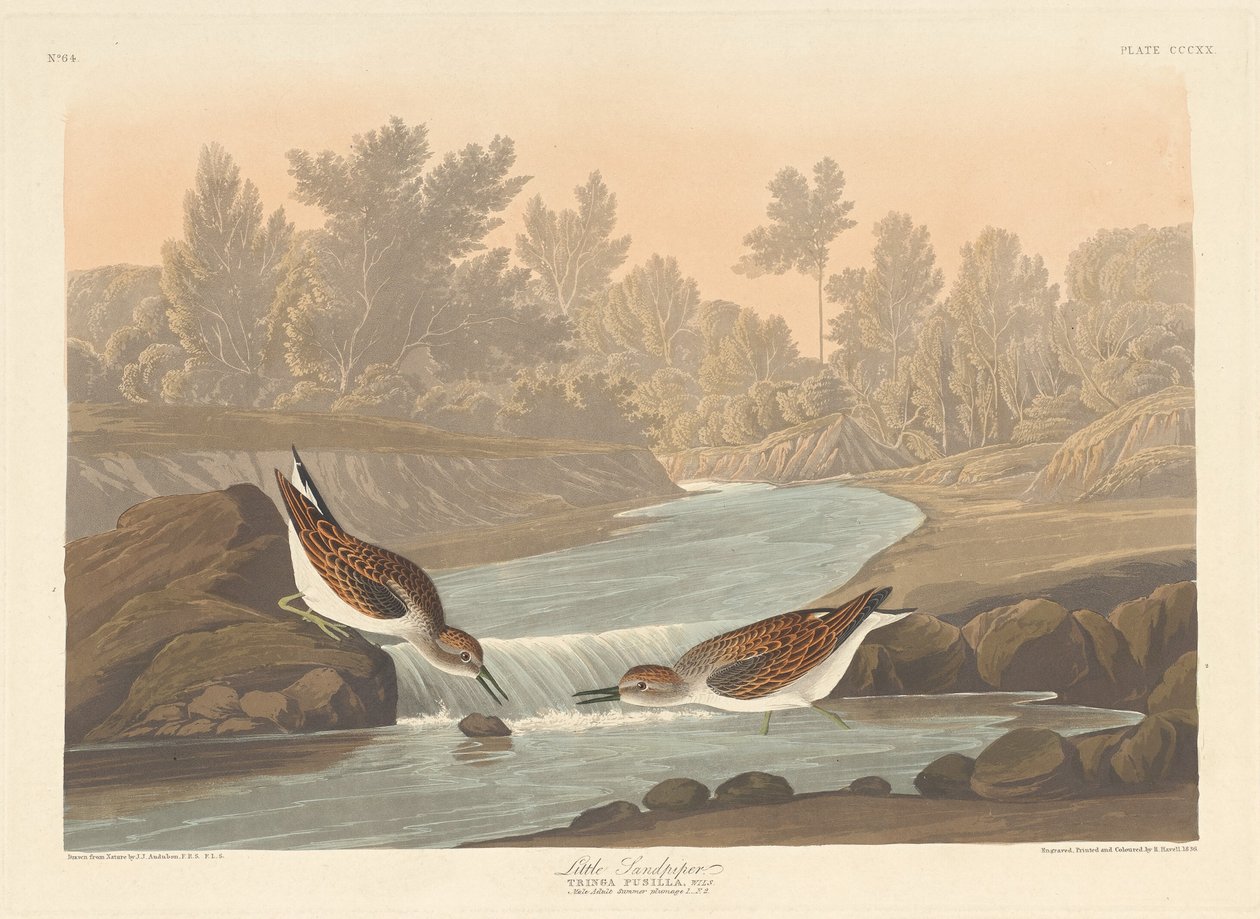 Lille Sandpiper, 1836. af Robert Havell