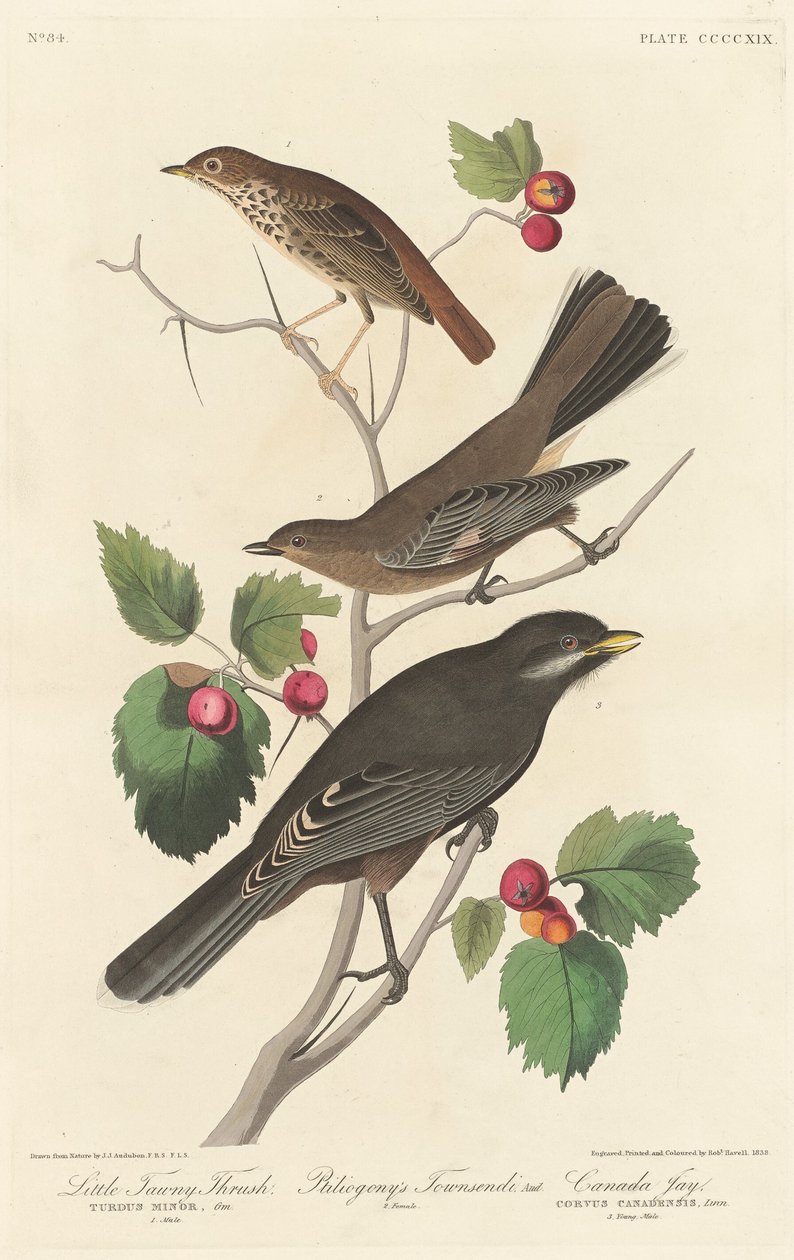 Lille Tawny Thrush, 1838. af Robert Havell