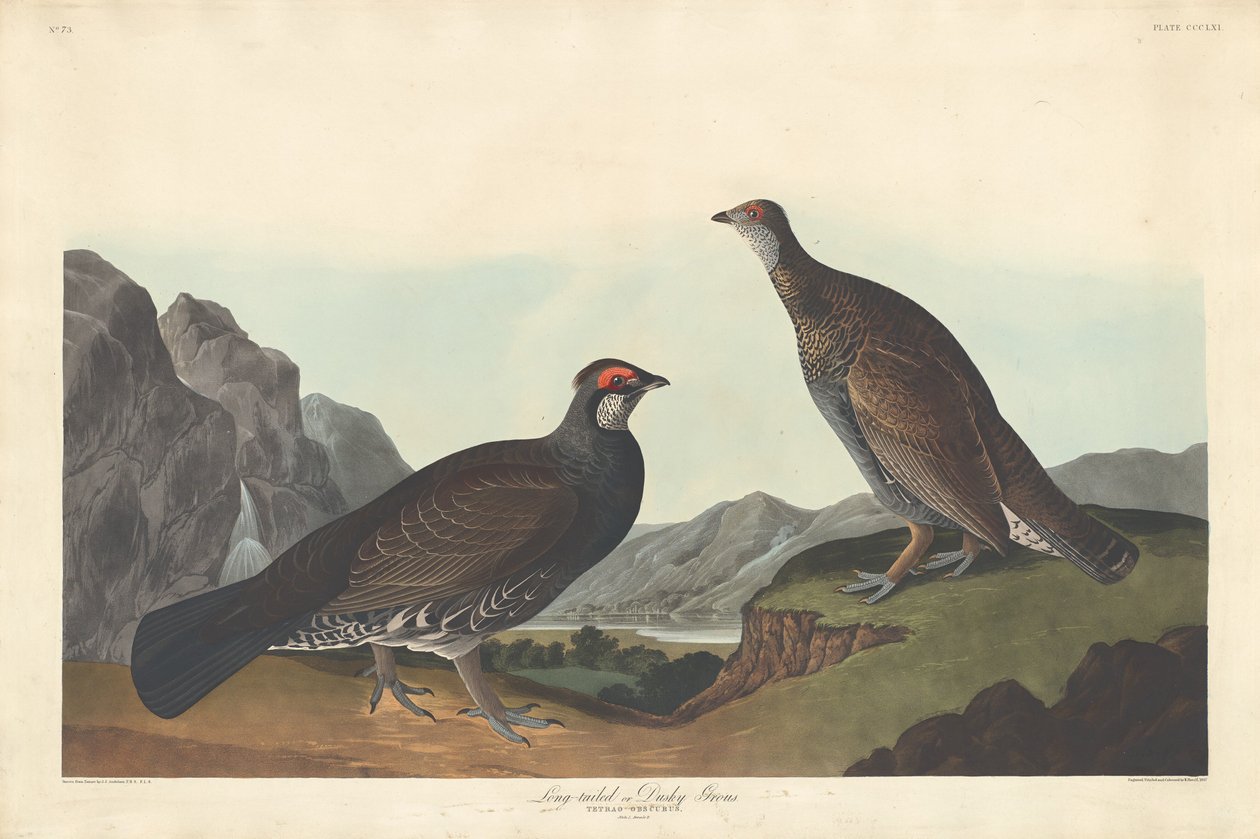 Langhalet eller Dusky Grous, 1837. af Robert Havell