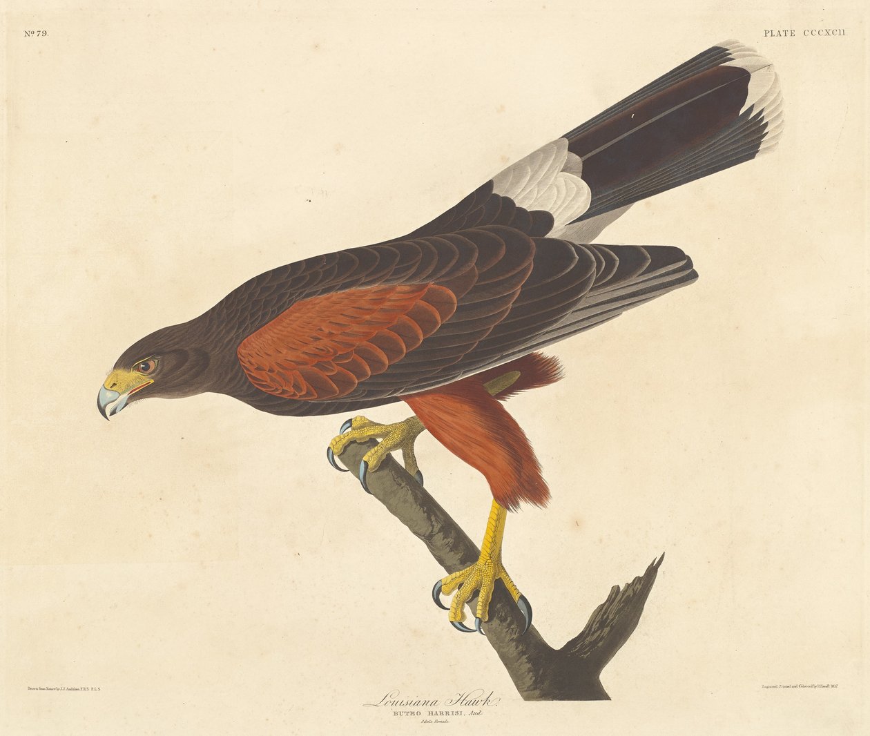 Louisiana Hawk, 1837. af Robert Havell