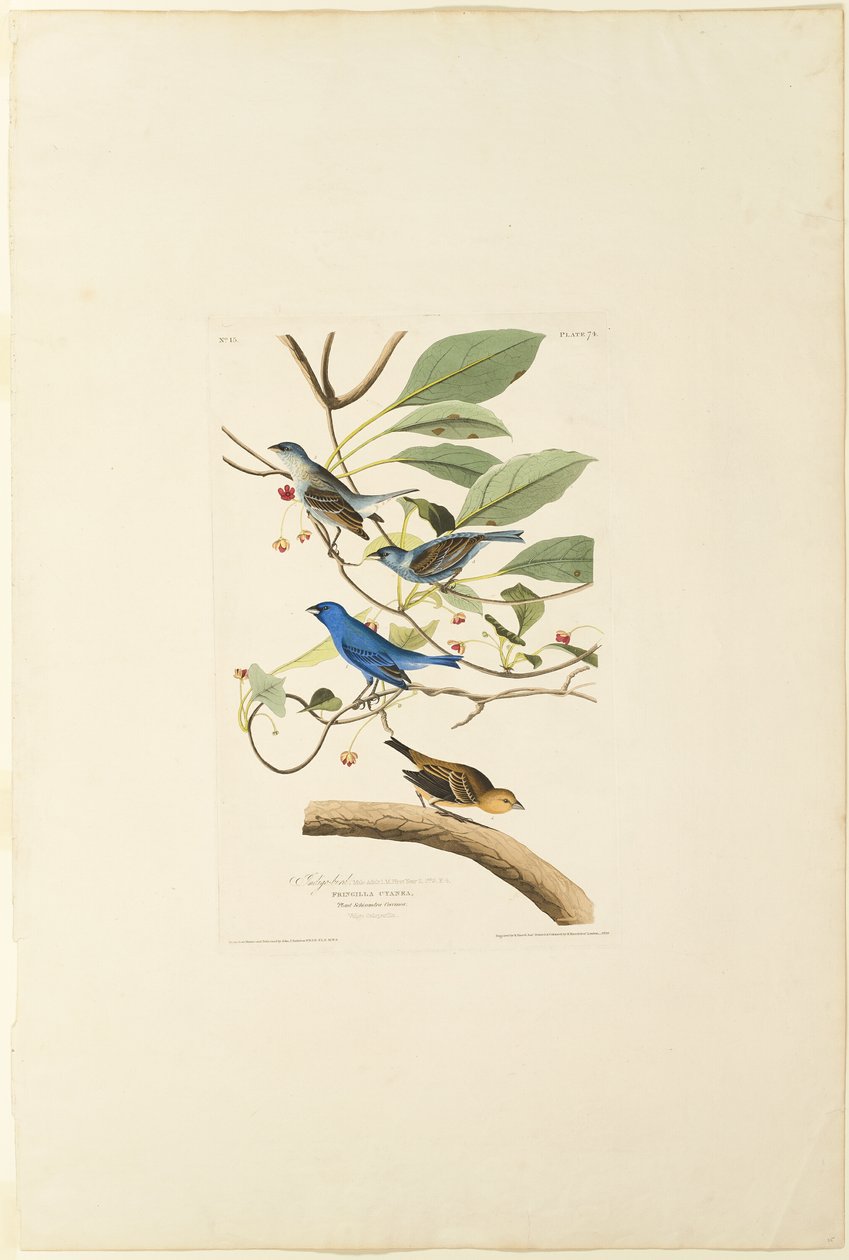 Indigo hanfugl af Robert Havell
