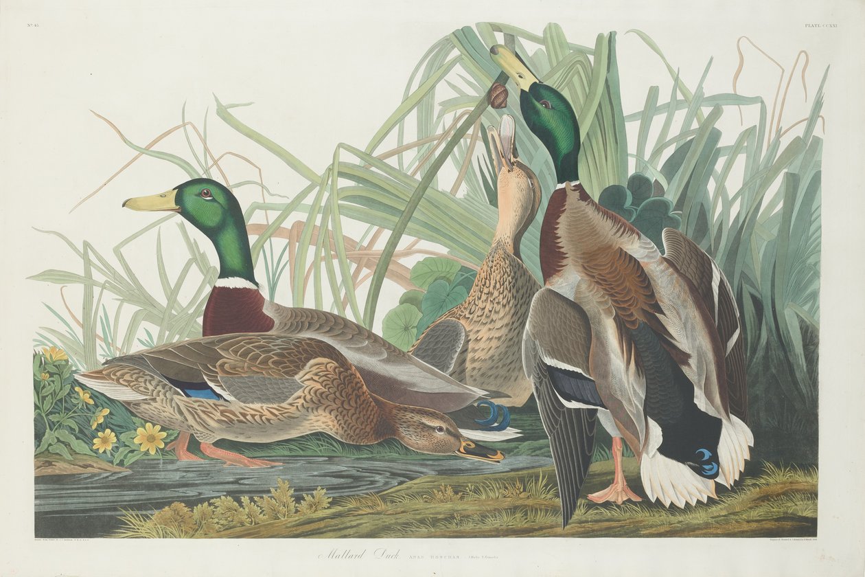 Gråænd, 1834. af Robert Havell
