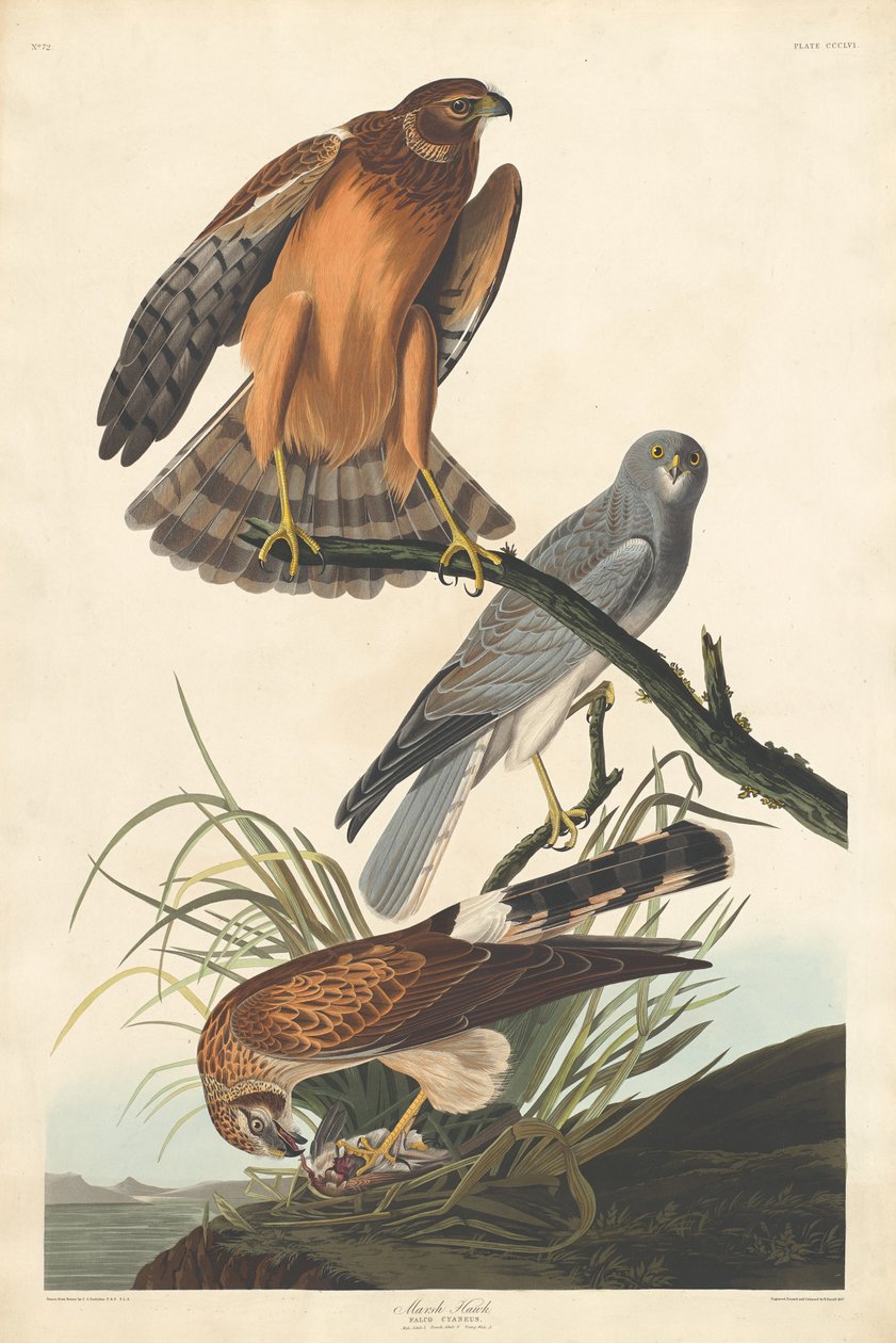 Marsh Hawk, 1837. af Robert Havell