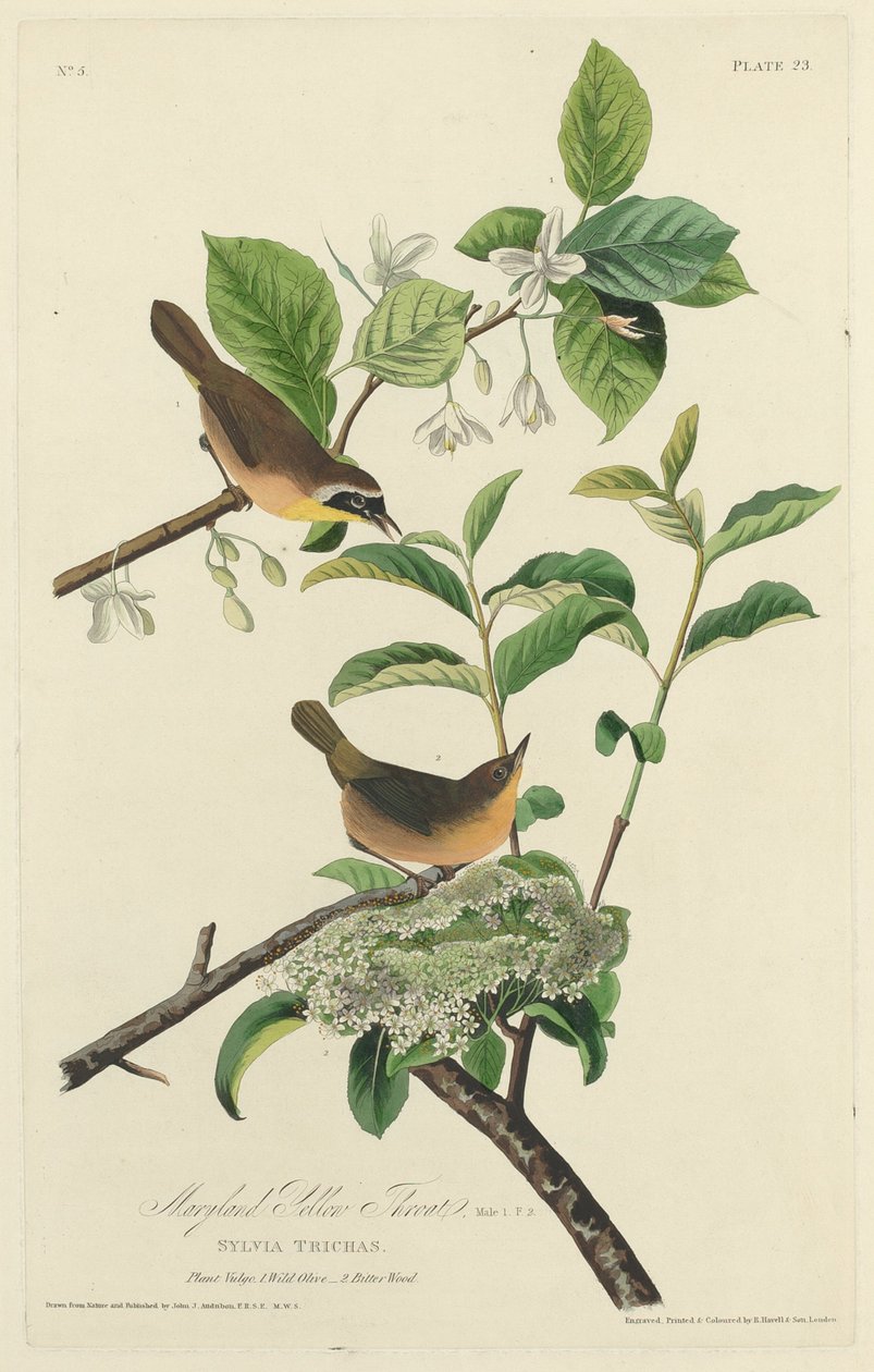 Maryland Yellow Throat, 1827. af Robert Havell