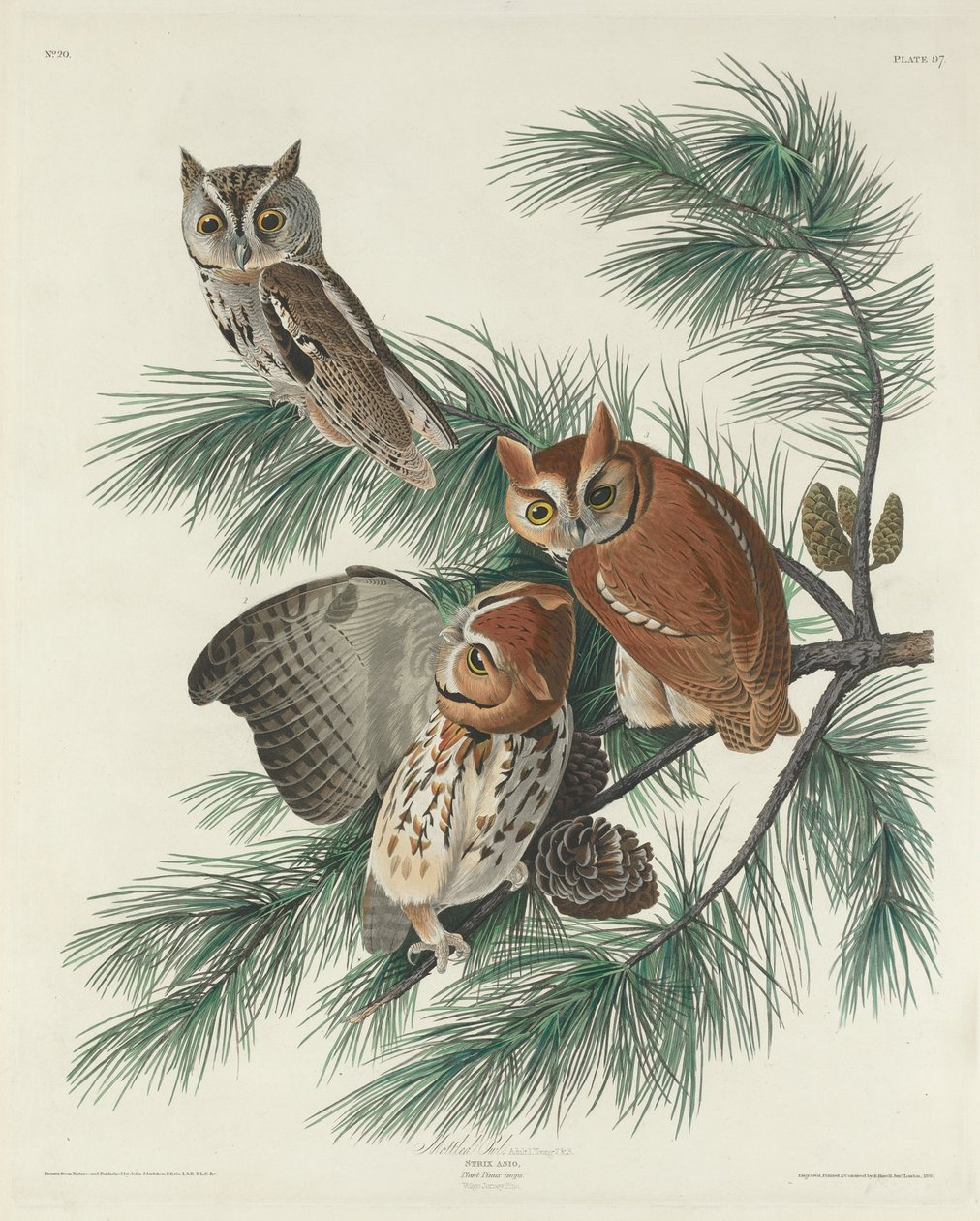 Broget ugle, 1830. af Robert Havell
