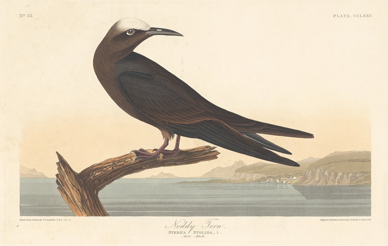 Noddy Tern, 1835. af Robert Havell