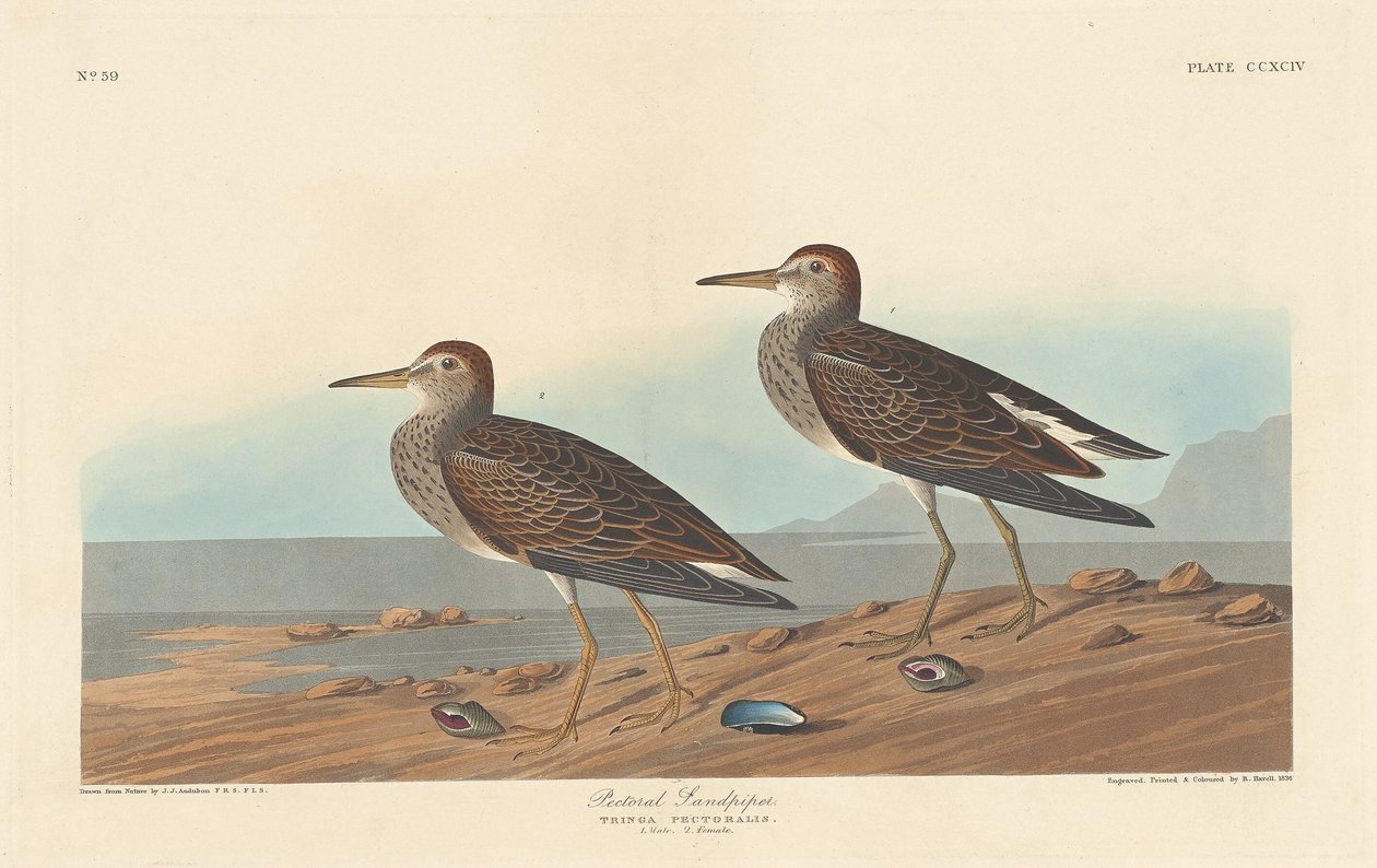 Pectoral Sandpiper, 1836. af Robert Havell