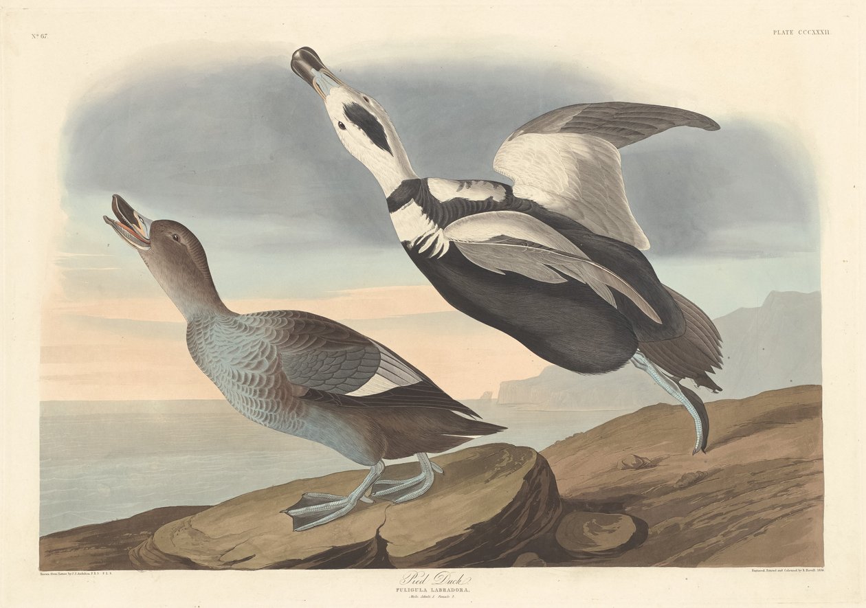 Pied Duck, 1836. af Robert Havell