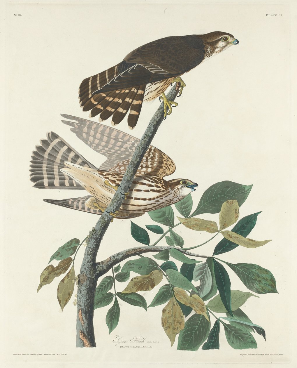 Pigeon Hawk, 1830. af Robert Havell