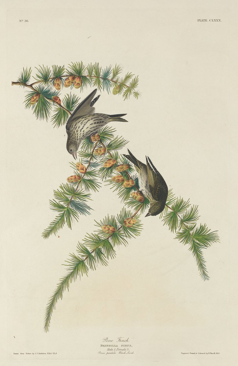 Fyrrefinke, 1833. af Robert Havell