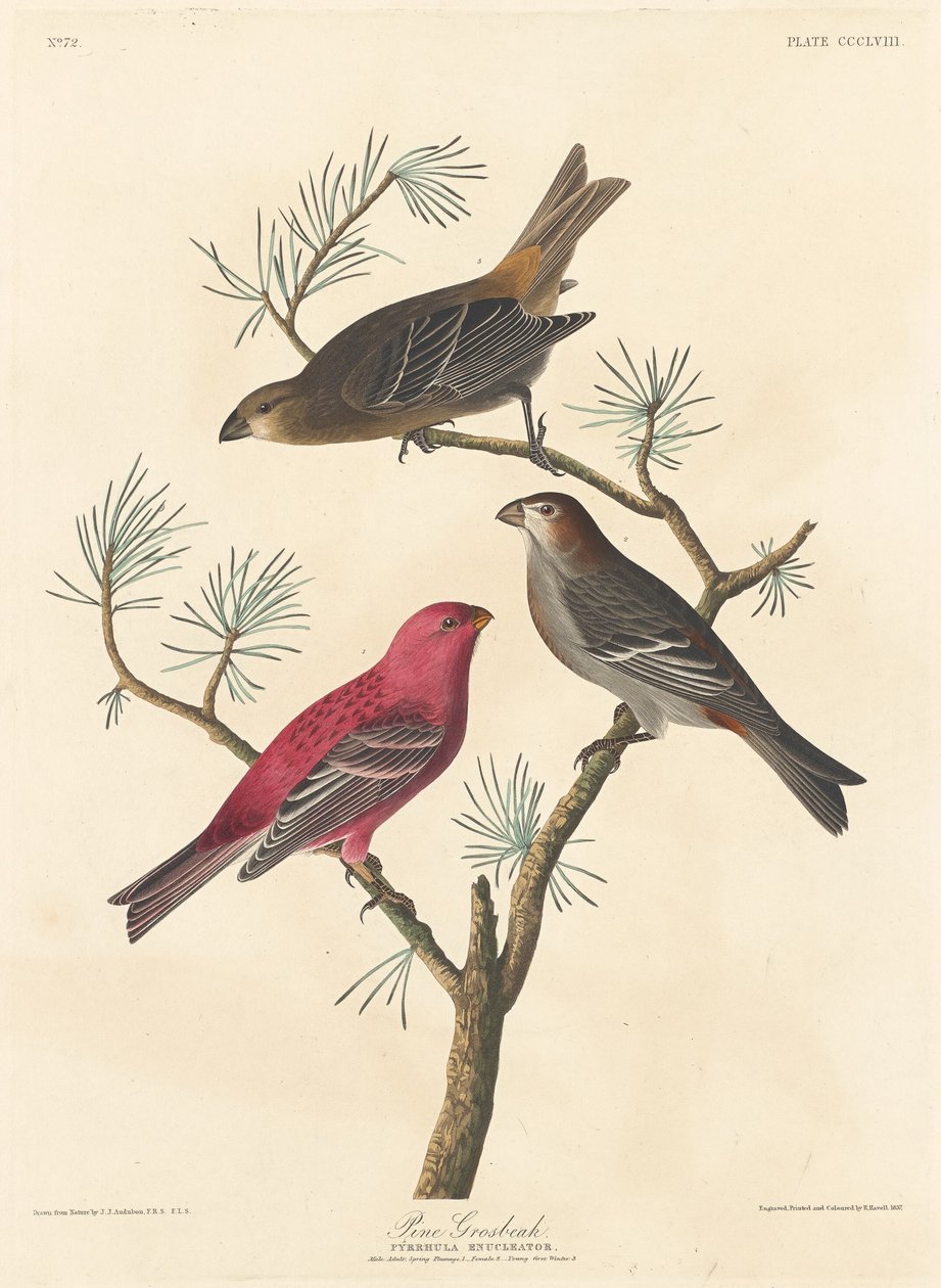 Pine Grosbeak, 1837. af Robert Havell