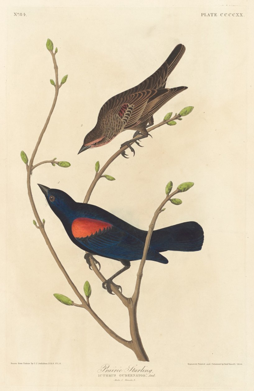 Præriestære, 1838. af Robert Havell