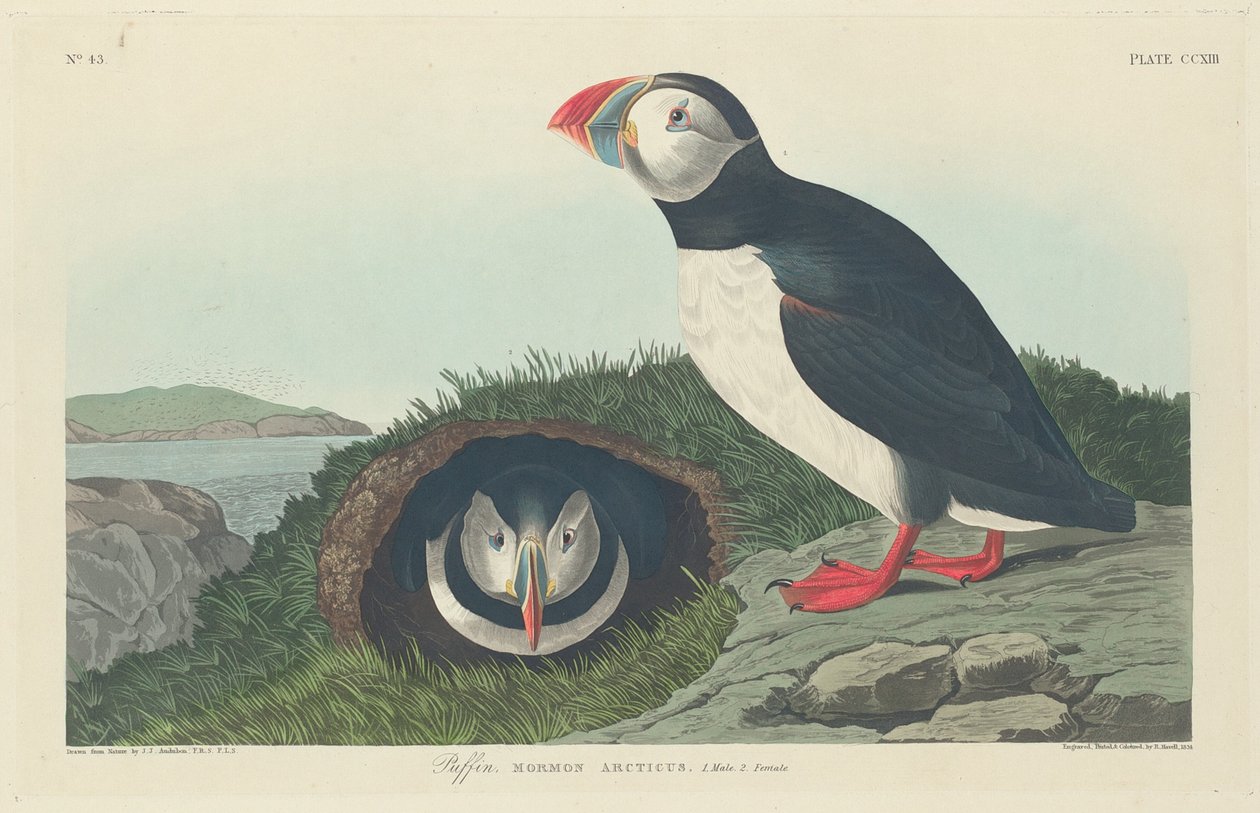 Lundefugl, 1834. af Robert Havell