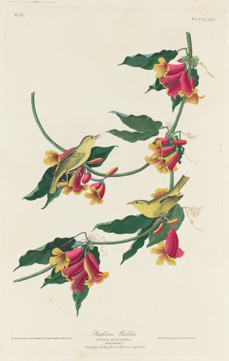 Rathbone Warbler, 1829. af Robert Havell