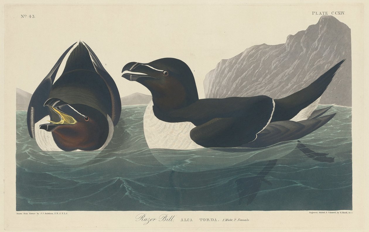 Razor Bill, 1834. af Robert Havell
