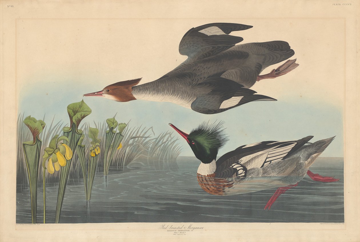 Rødbryst Merganser, 1838. af Robert Havell