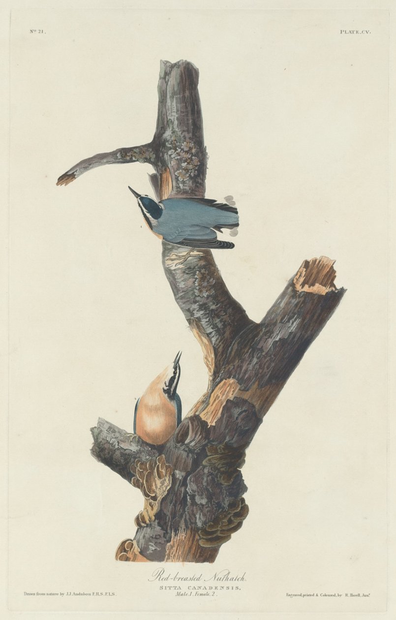 Rødbarmet nøddetæve, 1831. af Robert Havell