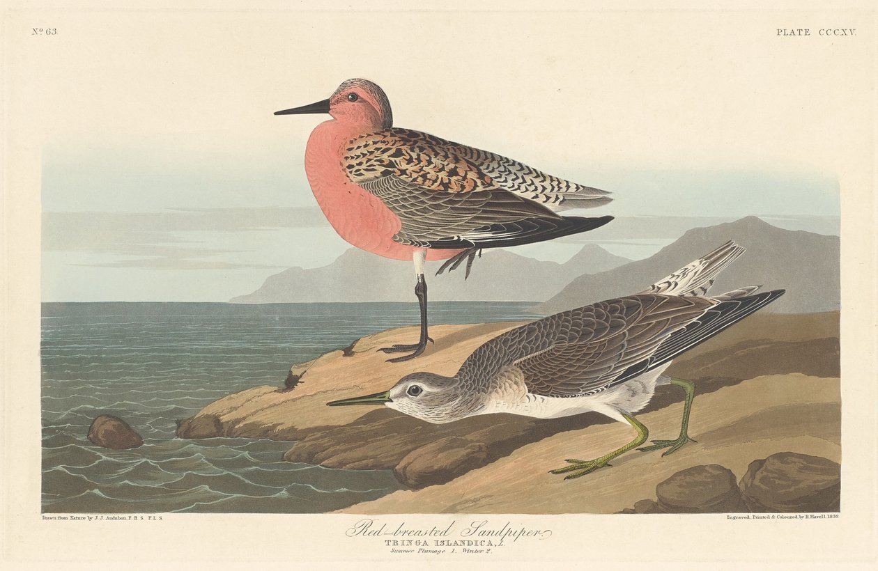 Rødbrynet sandløber, 1836. af Robert Havell
