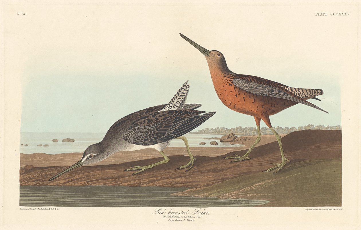 Rødbarmet Snipe, 1836. af Robert Havell