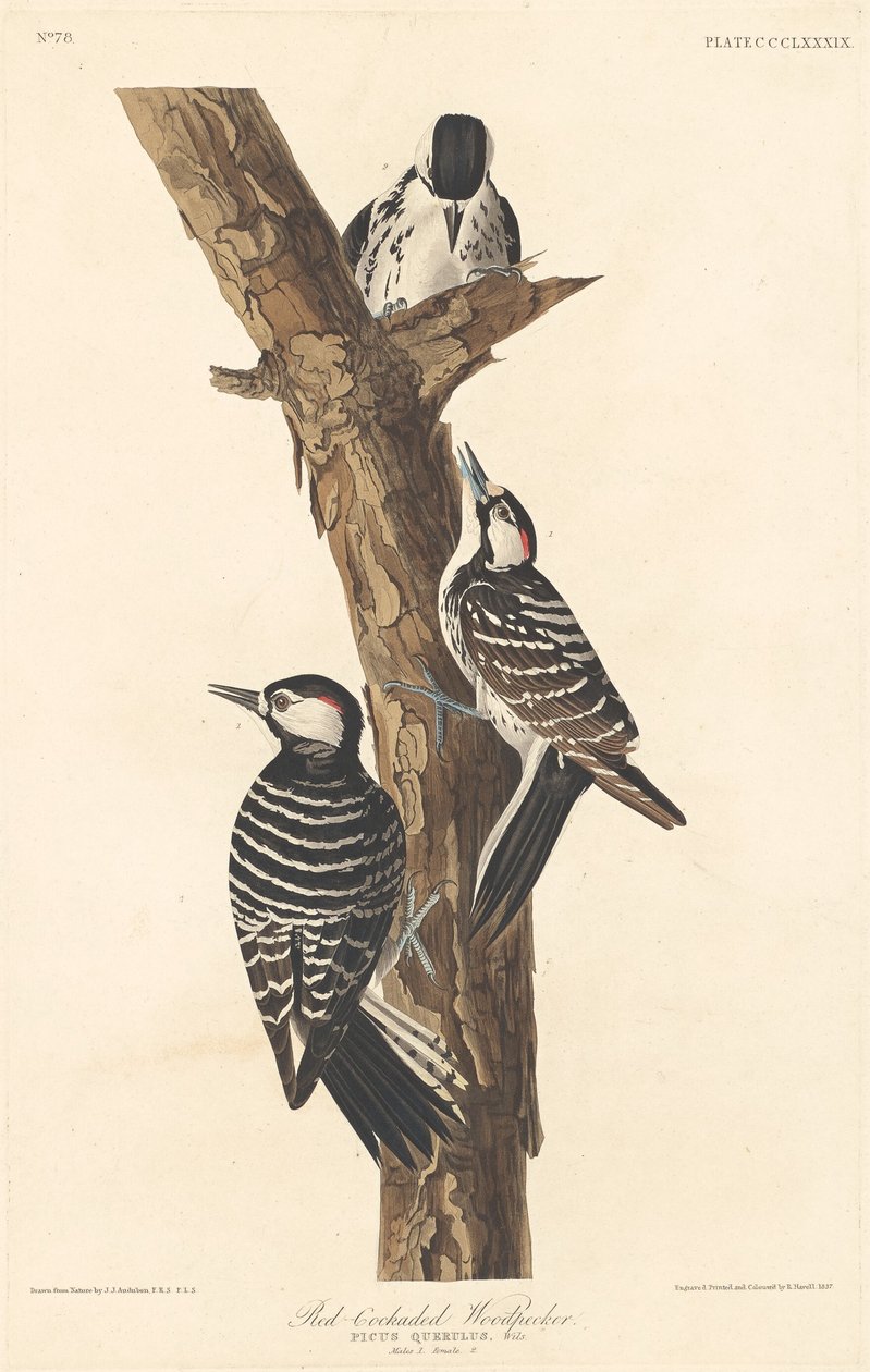 Rødhalset spætte, 1837. af Robert Havell